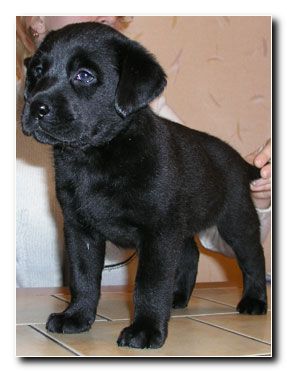 petit de labrador!!